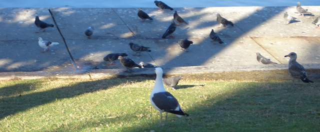 研究していること
